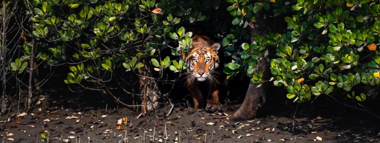  Escape to Sundarbans (Non-AC Ship) 2