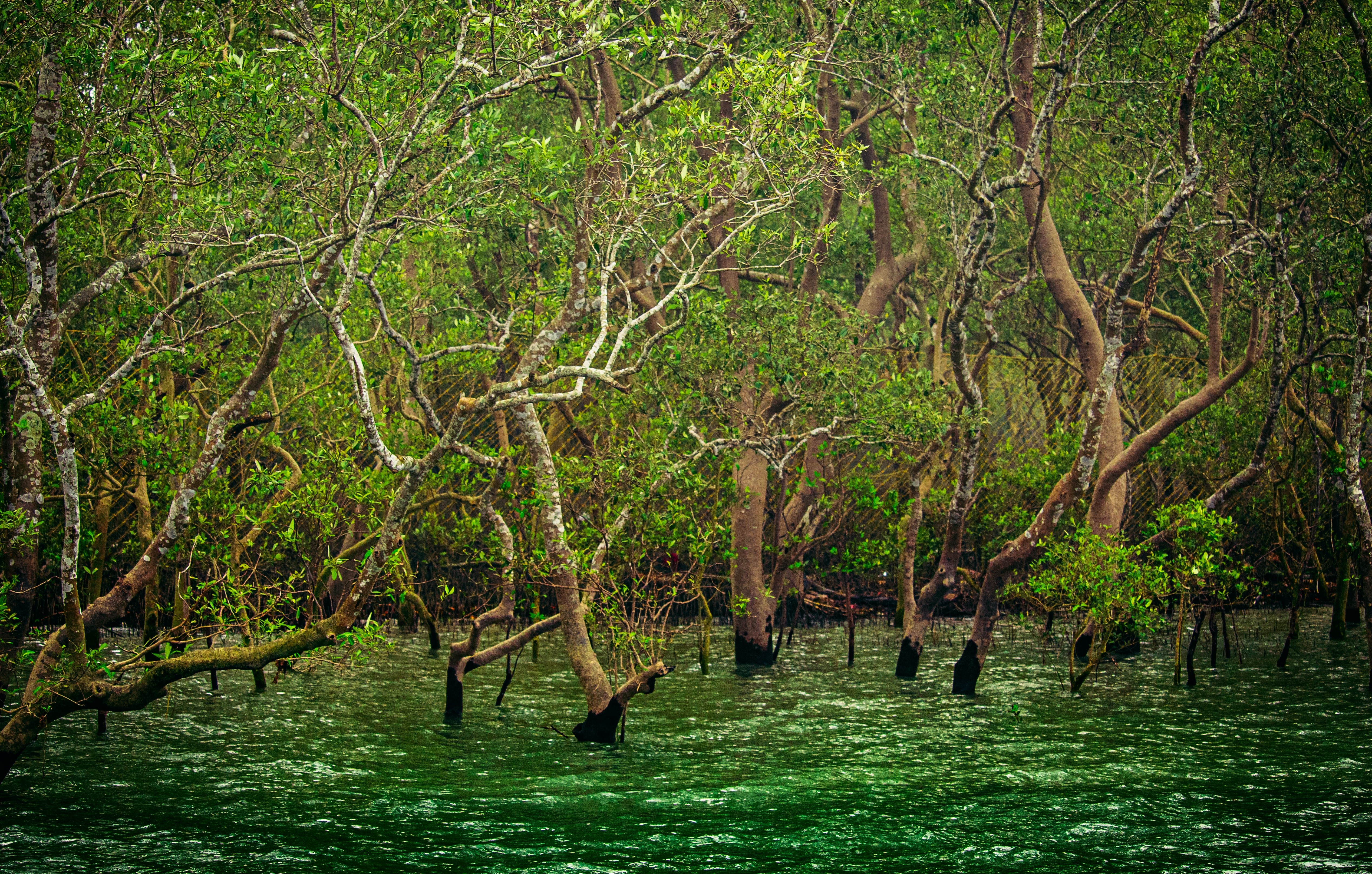  Escape to Sundarbans (Non-AC Ship) 2