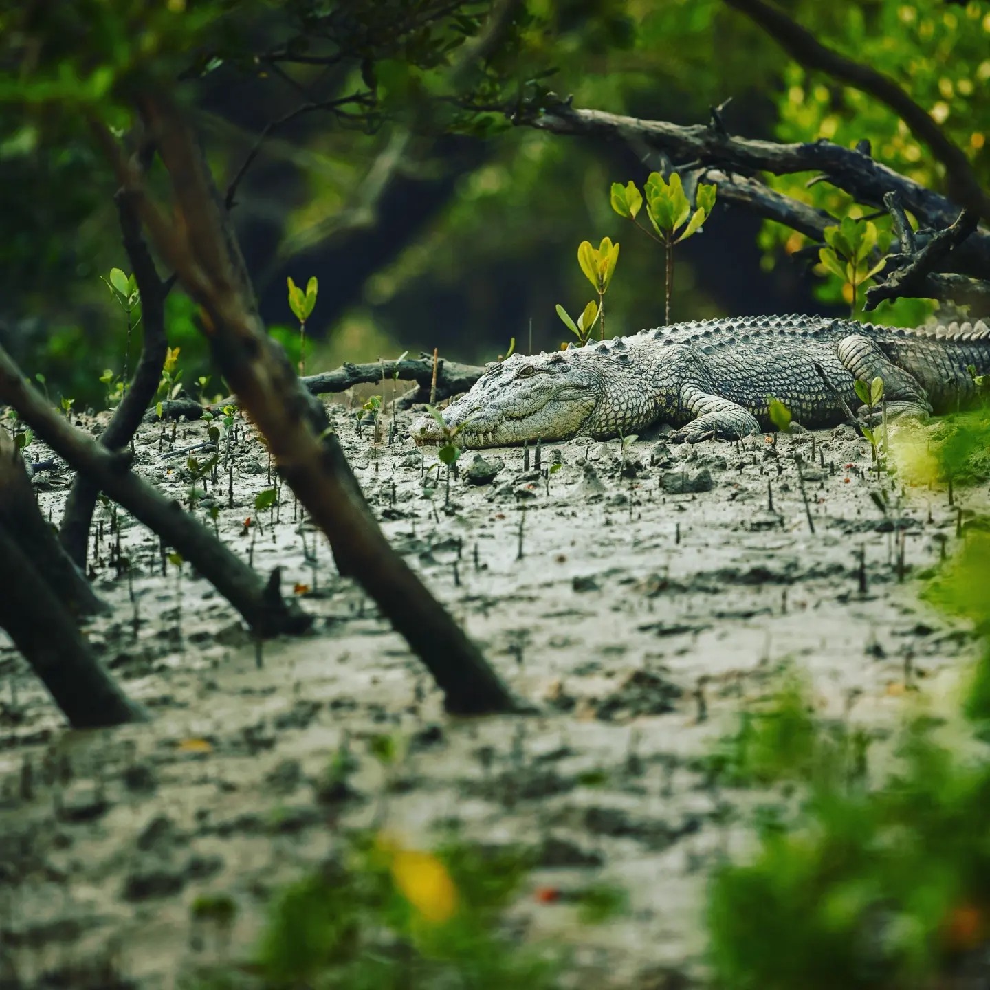  Escape to Sundarbans (Non-AC Ship) 2